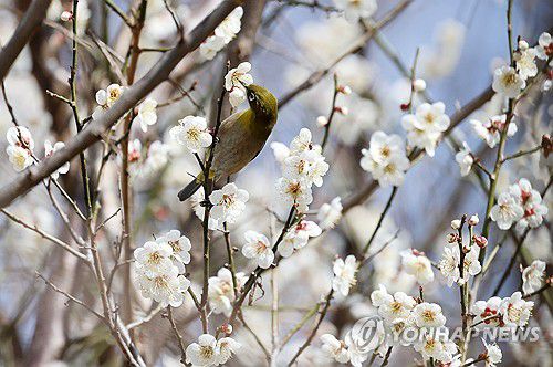 강릉에 봄이 '활짝'[연합뉴스 자료사진]