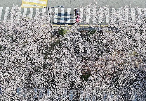 벚꽃 만개[연합뉴스 자료사진]