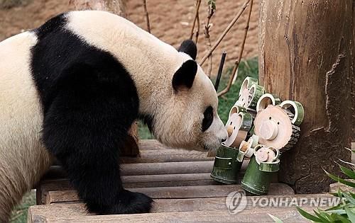 판다월드 마지막 나들이 '영원한 아가 판다' 푸바오 (용인=연합뉴스) 3일 오전 경기 용인시 에버랜드 판다월드에서 다음 달 중국으로 돌아가는 자이언트 판다 '푸바오'의 마지막 모습이 공개되고 있다. 푸바오는 오는 4일부터 중국으로 이동할 준비에 들어간다. 2024.3.3 [사진공동취재단]     photo@yna.co.kr (끝)