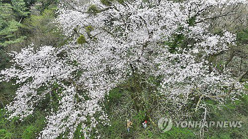 272살 제주 왕벚나무가 선사한 감동의 꽃잔치(제주=연합뉴스) 박지호 기자 = 8일 오전 제주시 봉개동 개오름 남동쪽 해발 607m에 위치한 수령 272년으로 추정되는 왕벚나무가 꽃을 활짝 피워 위용을 뽐내고 있다. 이 나무의 전체 모습이 공개되는 것은 이번이 처음이다.      산림청은 높이 15.5m, 밑둥 둘레 4.49m의 이 왕벚나무가 생태와 경관, 학술 가치가 높다며 국가 산림문화자산으로 지정·고시했다. 2024.4.8 jihopark@yna.co.kr