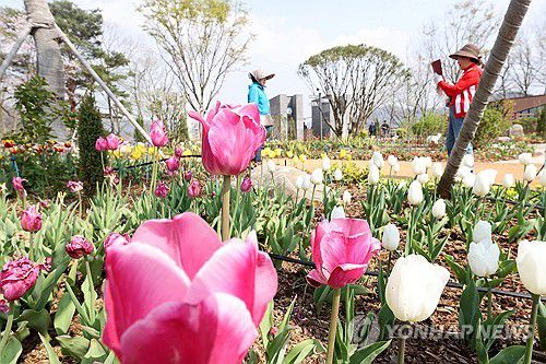 봄의 향연[임실군 제공. 재판매 및 DB 금지]