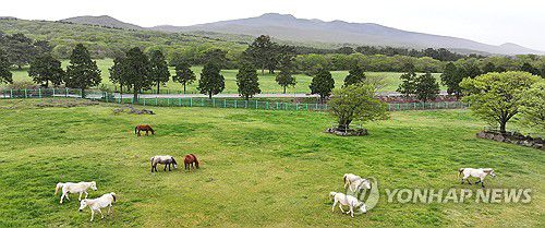 제주마 방목지[연합뉴스 자료 사진]