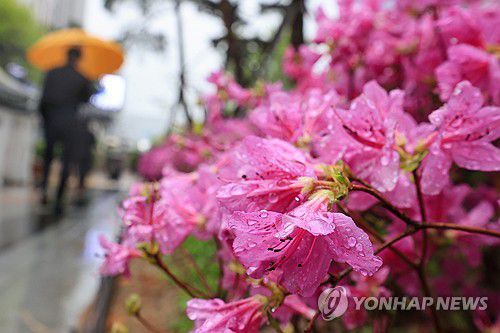 서울에 내리는 봄비(서울=연합뉴스) 신현우 기자 = 전국 곳곳에 비가 내린 15일 오전 서울 청계광장 인근에서 시민들이 우산을 쓰고 이동하고 있다. 2024.4.15 nowwego@yna.co.kr