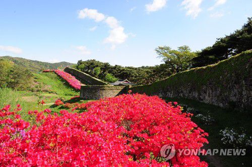 철쭉 핀 고창읍성[고창군 제공]
