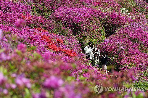 알록달록 봄[연합뉴스 자료사진]
