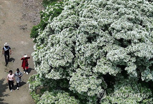 초여름 날씨에 만개한 이팝나무[연합뉴스 자료사진]