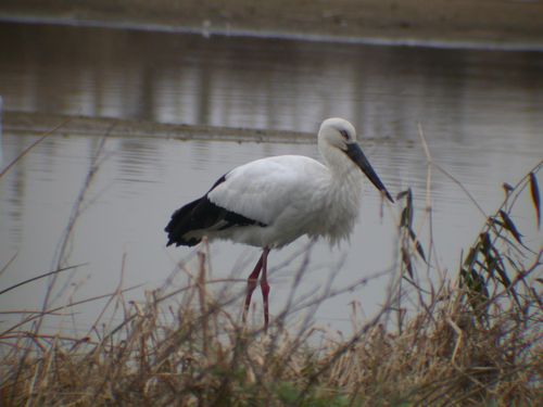 천연기념물 황새[문화재청 국가문화유산포털 제공. 재판매 및 DB 금지]