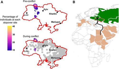 우크라이나 전쟁 전후 항라머리검독수리 이동·중간 기착지 비교[Current Biology/Russell et al. 제공. 재판매 및 DB 금지]