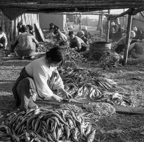1950년대 명태 손질하는 모습[속초시 제공.재판매 및 DB 금지]