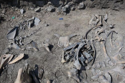 현장에서 수습된 뼈[한울문화유산연구원 제공. 재판매 및 DB 금지]