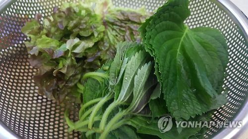 채소 깻잎 상추[촬영 반종빈]