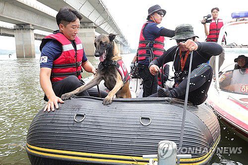 '이제 수중 실종자 수색도 탐지견으로'(고양=연합뉴스) 임병식 기자 = 8일 오후 경기도 고양시 행주나루터에서 실시된 체취증거견 수중수색 훈련에서 체취증거견이 수면 탐색을 위해 배에 오르고 있다.      체취증거견 수중수색은 배에 탄 탐지견이 수면 위로 올라오는 부패 가스를 인지해 수난사고 실종자의 위치를 찾아내는 방식이다. 2024.8.8 andphotodo@yna.co.kr