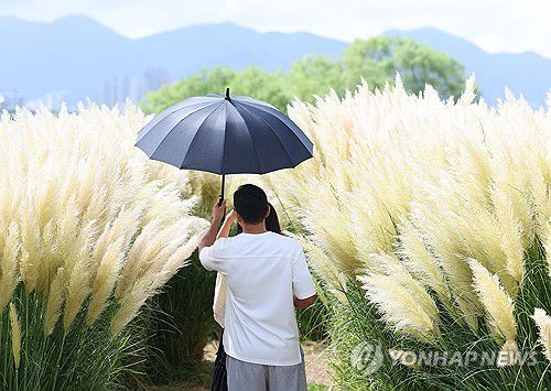 찜통 처서[연합뉴스 자료사진]