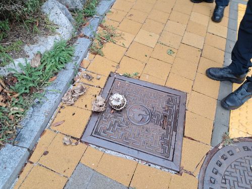 해당 초등학교에서 발견된 벌집[경기도소방재난본부 제공. 재판매 및 DB 금지]