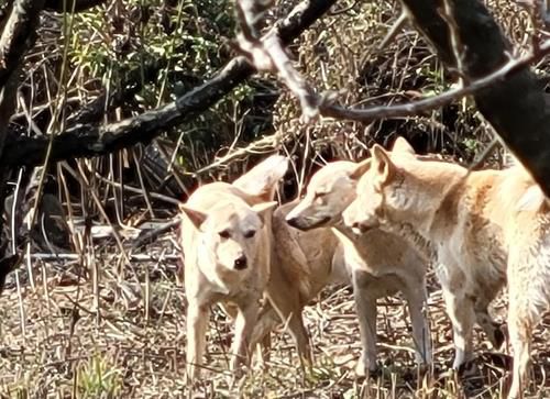 2022년 혁신도시서 발견됐던 들개[대구 동부경찰서 제공. 재판매 및 DB금지]
