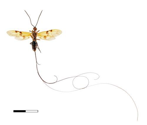 일본 규슈대에서 기증한 석주명 선생 표본 중 말총벌 표본. [국립생물자원관 제공. 재판매 및 DB 금지]