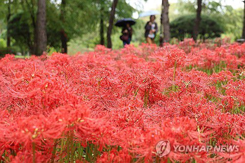 가을비 젖은 꽃무릇(대전=연합뉴스) 강수환 기자 = 개천절인 3일 오후 비가 내리는 대전 서구 한밭수목원에서 한 시민이 꽃무릇을 구경하고 있다. 2024.10.3 swan@yna.co.kr