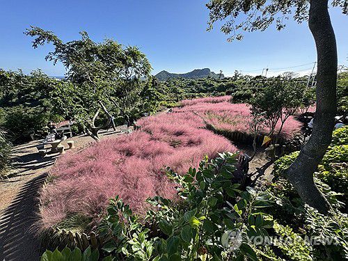 핑크뮬리와 함께하는 가을[연합뉴스 자료사진]
