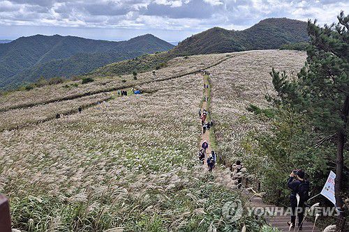 산 정상에 핀 억새(경주=연합뉴스) 손대성 기자 = 9일 경북 경주시 암곡동 무장봉 정상에 억새가 활짝 핀 가운데 등산객들이 산을 오르고 있다. 2024.10.9 sds123@yna.co.kr