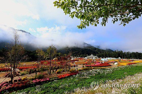 안개 드리운 가을꽃축제 속으로[연합뉴스 자료사진]