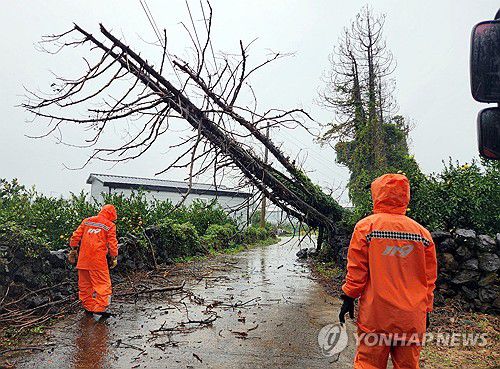거센 비에 쓰러진 나무(서귀포=연합뉴스) 강하고 많은 비가 내린 1일 오후 서귀포시 남원읍 한 밭에 있는 나무가 쓰러져 소방 당국이 안전조치를 하고 있다. 2024.11.1 [제주도 소방안전본부 제공. 재판매 및 DB 금지] dragon.me@yna.co.kr