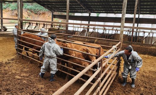 럼피스킨 백신접종[강릉시 제공. 재판매 및 DB 금지]