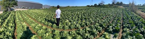 홈플러스가 1천900원대에 판매할 해남 배추[홈플러스 제공. 재판매 및 DB금지]