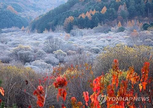 서리[연합뉴스 자료사진]