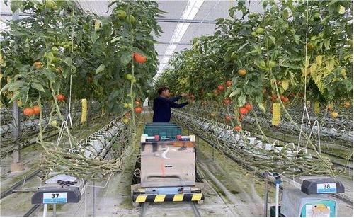 스마트팜 작업자 추종 운반로봇 시범사업[부산시 제공]