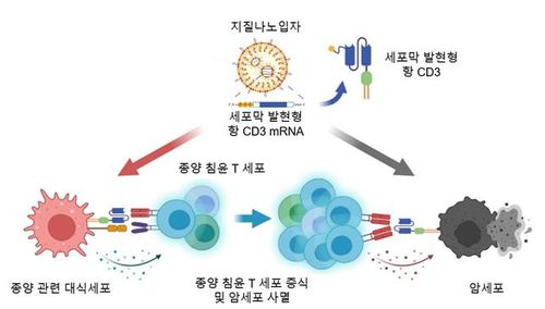 mRNA 치료제를 이용한 암세포 사멸 전략 모식도[KAIST 제공. 재판매 및 DB 금지]