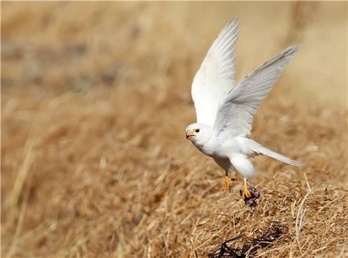 먹잇감 잡아서 날아가는 황조롱이[촬영 유형재]