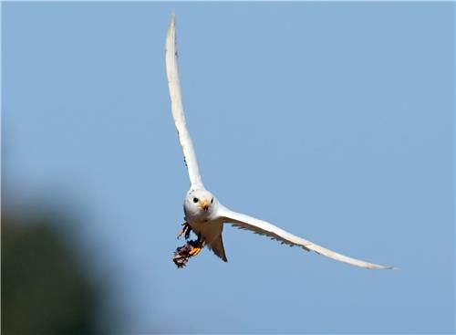 새 사냥한 맹금류 황조롱이[촬영 유형재]
