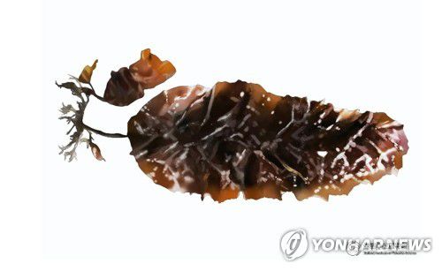 곰피[연합뉴스 자료]