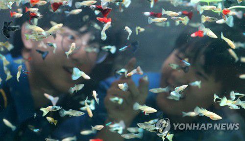 형형색색 물고기[연합뉴스 자료사진]