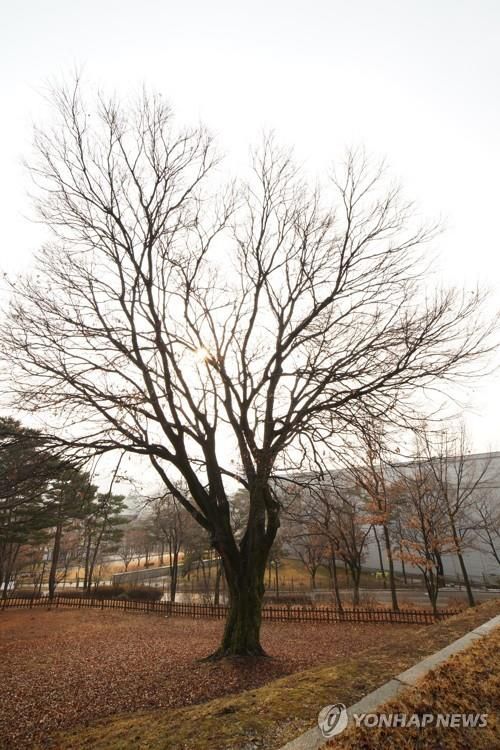 백범 김구 선생 묘 앞 팽나무 [사진/백승렬 기자]
