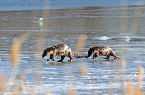 이른 아침 얼음판 위의 수달 가족[촬영 유형재]