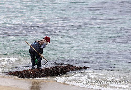봄의 선물…자연산 미역 채취(강릉=연합뉴스) 유형재 기자 = 25일 강원 강릉시 영진해변 갯바위에서 한 주민이 자연산 미역을 채취하고 있다. 2025.2.25 yoo21@yna.co.kr