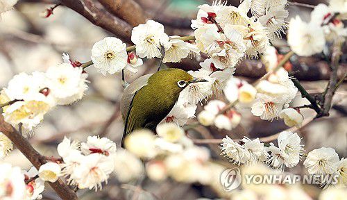 진짜 봄, 매화 꿀 빠는 동박새(제주=연합뉴스) 박지호 기자 = 26일 오전 제주시 노형동의 한 주택가 매화나무에서 동박새가 활짝 핀 꽃 사이를 오가며 꿀을 빨고 있다. 2025.2.26 jihopark@yna.co.kr