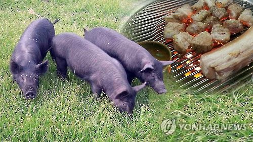 천연기념물 제주흑돼지[연합뉴스TV 제공]