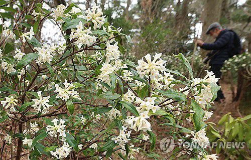 제주 곶자왈엔 백서향 향기 '가득'(제주=연합뉴스) 박지호 기자 = 12일 오전 제주시 한경면 저지곶자왈에 제주백서향이 피어 탐방객 눈길을 사로잡고 있다.      제주백서향은 하얀 꽃의 향기가 천리를 간다고 해 천리향이라고도 부른다. 2025.3.12 jihopark@yna.co.kr