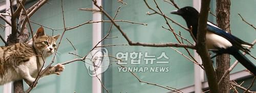 '까치와 고양이의 도심 결전'(서울=연합뉴스) 박지호 기자 = 서울 수송동의 한 빌딩 주차장 나무 위에서 까치와 고양이가 신경전을 벌이고 있다. 까치와 고양이간의 신경전은 30분 이상 이어졌고, 제공권(?)을 활용해 고양이를 농락하던 까치가 자리를 뜨자 고양이는 분을 삭이지 못하고 한동안 자리를 뜨지 않았다. / 2007.4.12 / jihopark@yna.co.kr