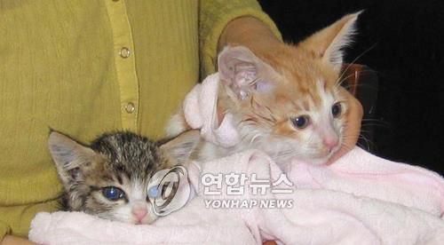 벽 속 새끼고양이 아사직전 구출(대구=연합뉴스) 황철환 기자 = 대구 수성구의 한 옷가게 벽 속에서 구조된 새끼고양이 '새희'(오른쪽)와 같은날 다른 장소에서 역시 벽을 뚫고 구조된 '달식이'. << 한국동물보호협회 제공 >> hwangch@yna.co.kr