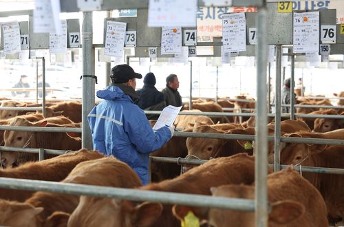 고령 우시장[촬영 윤관식]
