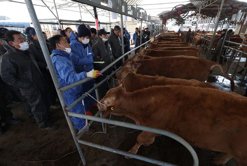 방역복 입고 진행되는 송아지 경매[촬영 윤관식]