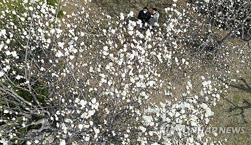 꽃샘추위 속 목련 활짝(창원=연합뉴스) 김동민 기자 = 경남권을 제외한 대부분 지역에서 눈이 내린 18일 경남 창원시 의창구 경남도경찰청 주변에 목련이 일부 개화해 시선을 끌고 있다. 2025.3.18 image@yna.co.kr