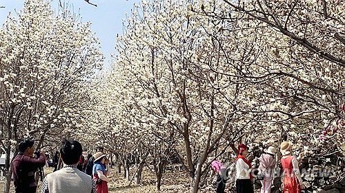 화사한 목련 숲길 봄나들이 발길(김해=연합뉴스) 최병길 기자 = 21일 오후 경남 김해시 흥동 김해평야 옆 하얀 목련 군락지 명소인 '김해시민의숲'에 봄나들이객들의 발길이 이어지고 있다. 2025.3.21 choi21@yna.co.kr