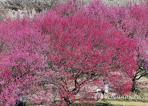 봄을 배경으로(대구=연합뉴스) 윤관식 기자 = 완연한 봄 날씨를 보인 21 대구 달성군 화원읍 남평문씨본리세거지에서 시민들이 만개한 홍매화를 배경으로 추억을 남기고 있다. 2025.3.21 psik@yna.co.kr