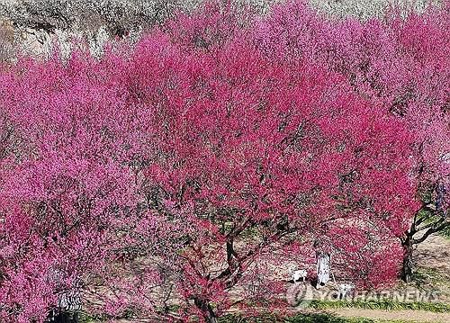 봄을 배경으로[연합뉴스 자료사진. 재판매 및 DB 금지]
