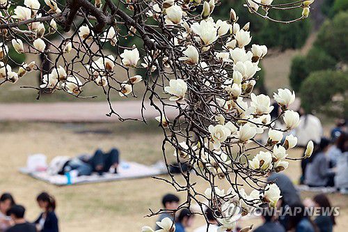 캠퍼스의 봄(서울=연합뉴스) 신현우 기자 = 25일 서울 광진구 건국대학교에 목련이 핀 가운데 학생들이 봄날 캠퍼스 생활을 즐기고 있다. 2025.3.25 nowwego@yna.co.kr