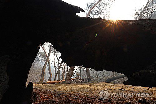 화마에 쓰러진 고목(의성=연합뉴스) 김도훈 기자 = 26일 경북 의성군 단촌면 고운사로 이어지는 오솔길에 심어진 고목이 전날 번진 산불에 타 쓰러져 있다. 2025.3.26 superdoo82@yna.co.kr